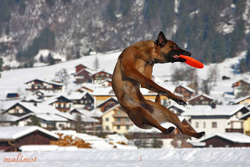 Malinois vom schnellen Fahnder - Home