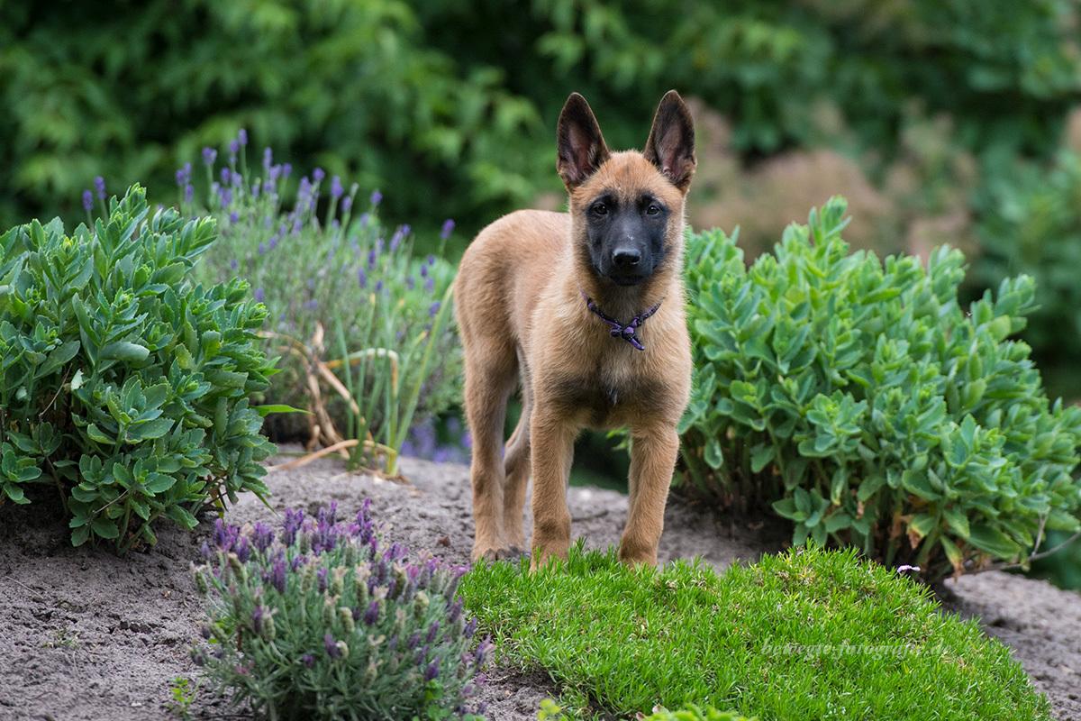 Malinois vom schnellen Fahnder - Royal Ranee