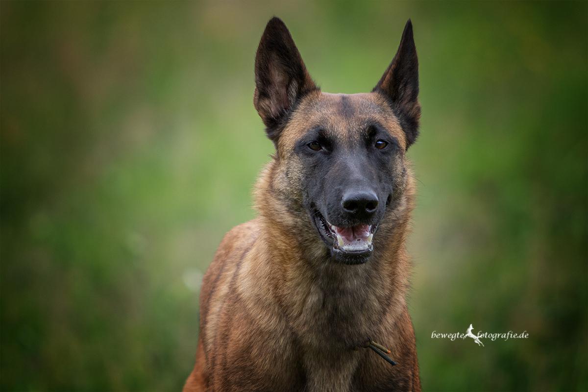 Malinois vom schnellen Fahnder - Royal Ranee