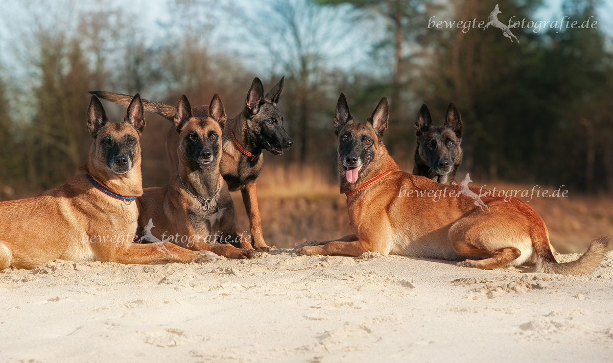 Malinois vom schnellen Fahnder - Home