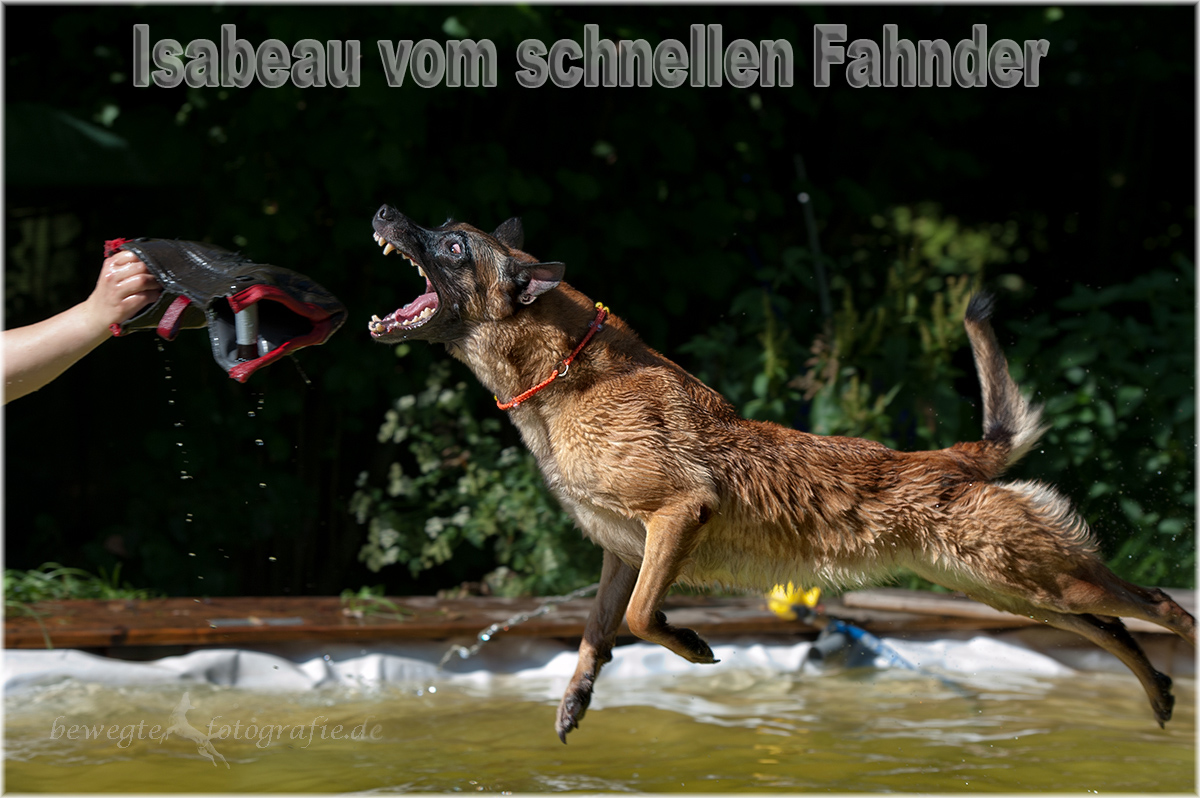 Malinois vom schnellen Fahnder - Home
