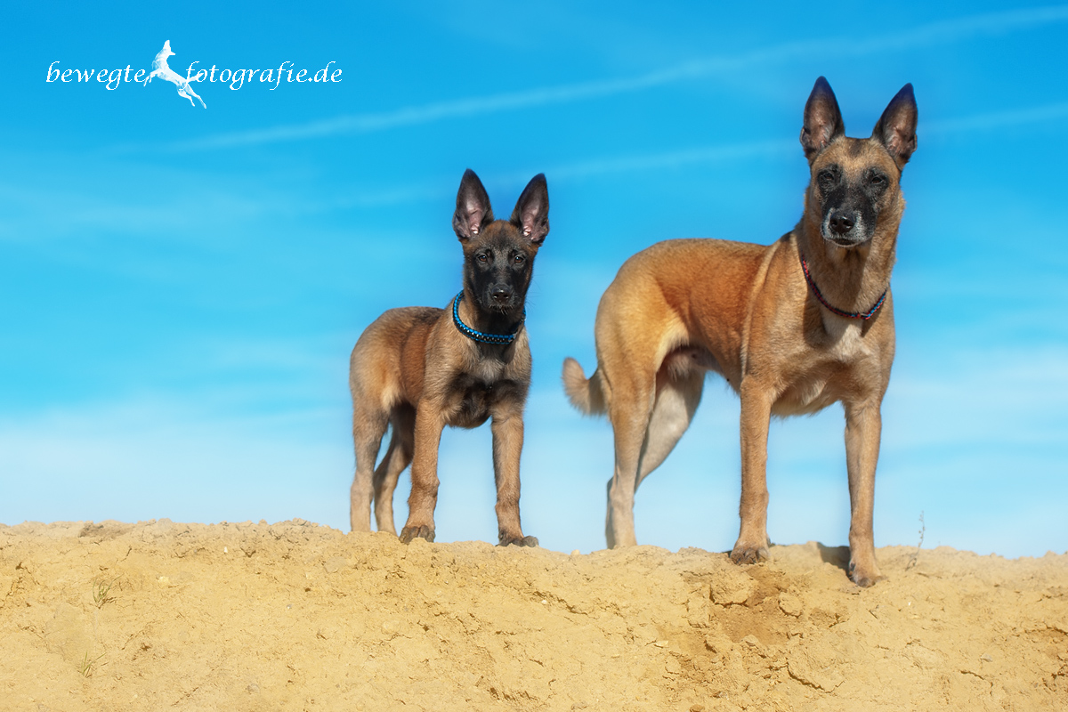 Malinois vom schnellen Fahnder - Impressum