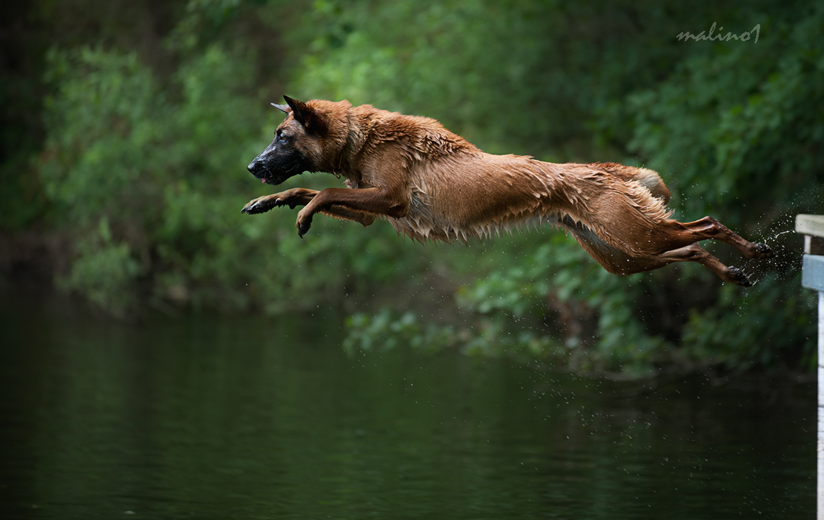 Malinois vom schnellen Fahnder - Home